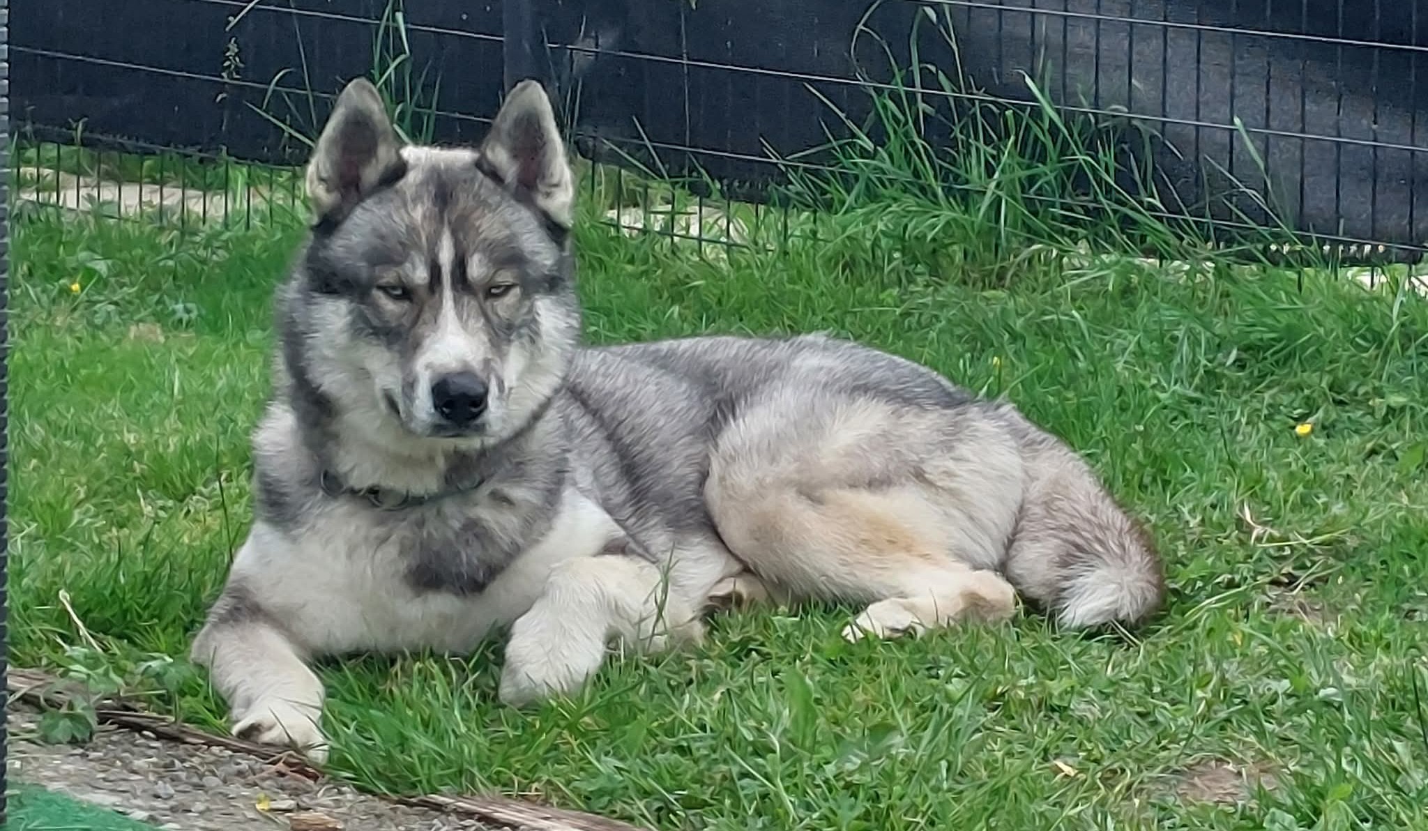 Wolf
